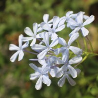 Plumbago